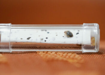 Клопы-мутанты захватили европейскую страну: привычные средства больше не спасают