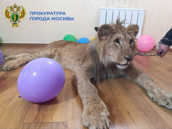 Детали приговора за фотосессию со львами: попались на &laquo;живца&raquo;
