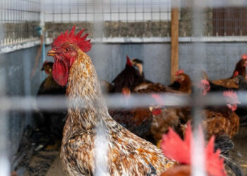 Курица с паспортом: россиян попросили не носить несушек в МФЦ