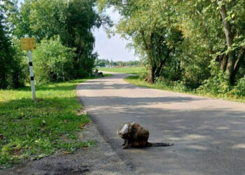 «Много счастливых слёз»: пропавшая в аварии кошка нашлась через шесть лет