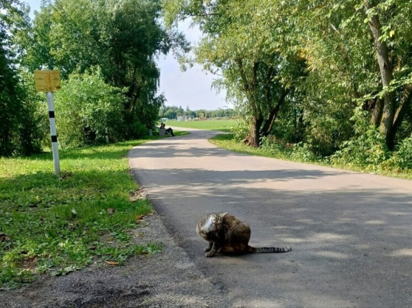 &laquo;Много счастливых слёз&raquo;: пропавшая в аварии кошка нашлась через шесть лет